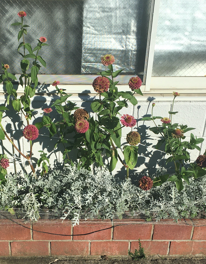 花壇で咲き誇る百日草たち